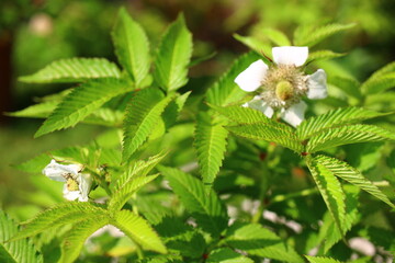 malina ponętna malinotruskawka rubus illecebrosus