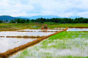 Nan, THAILAND-22 june 2022:Farmer driving tractor in rice field, used in agriculture Machinery used in the field for paddy cultivation,Agricultural scene. Mechanism of Thai farmer for rice cultivation