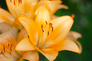 Obraz premium Closeup of beautiful, orange tiger lily blossom in summer