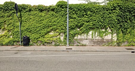 Concrete wall almost fully covered by creeping plants, metallic poles, cement sidewalk and asphalt...