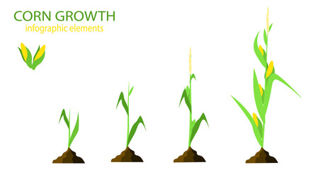 Growth stages of corn plant. Vector illustration. Corn life cycle. On white background. Vegetarian vegetables. 