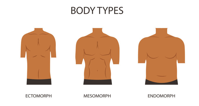 Male body types. Anatomical illustratio. Ectomorhp, endomorph, mesomorph.