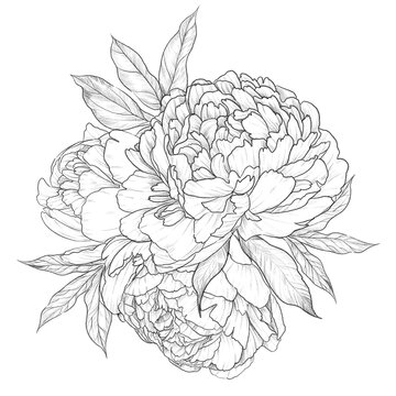 vintage peonies, a hand-drawn sketch, a pencil black and white drawing, a bouquet of flowers, a ready-made floral wedding composition of opened flowers