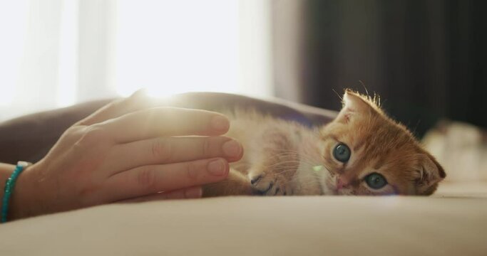 The owner's hand is playing with a cute ginger kitten by the window