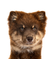 Fototapeta premium Finnish Lapphund in studio