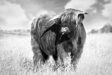 Highland cow portrait black and white