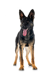young german shepherd
