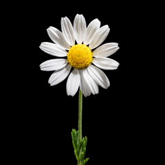 chamomile flower beautiful and delicate on white background. chamomile or daisies isolated on white background with clipping path. 