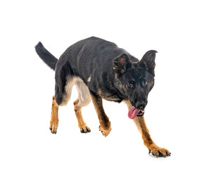 young german shepherd