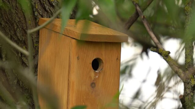 The azure tit flies out of the birdhouse. The azure tit (Cyanistes cyanus) is a passerine bird in the tit family Paridae.