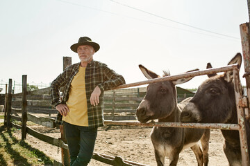 Male farmer at paddock with donkeys on farm