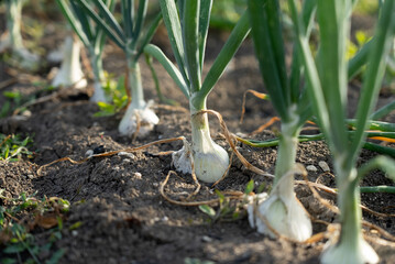 Cebula w ogrodzie 2 © Miosz