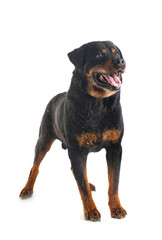 Obraz premium old rottweiler in studio