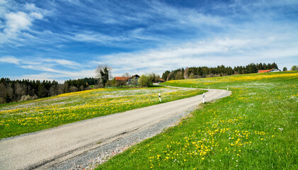Country road with flower meadow at a sunny day in spring. Allgau, Bavaria, Germany