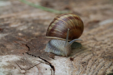 snail on a leaf