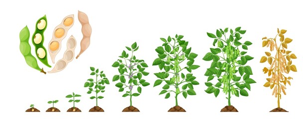 Soy growth stages, soybean vegetable plant grow cycle, vector seedling phases. Soy beans growing process from seed in soil to sprout, garden and agriculture, vegetables crop and farm harvest