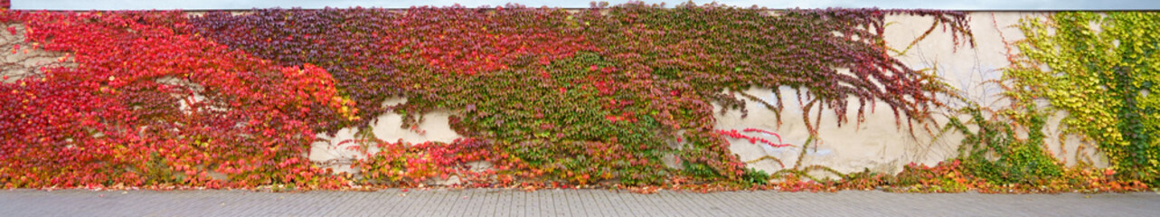 Ivy, a plant in autumn colors on a wall.