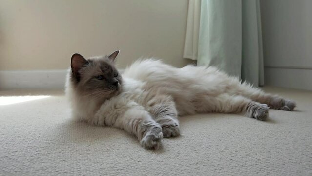 Fluffy white ragdoll cat lying on the floor. Cat spread out on floor turns to look straight at camera.