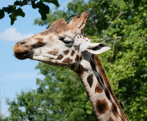 Tête et cou de girafe sur fond forestier