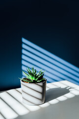 Green succulent in concrete plant pot with decorative shadows on a blue wall and table surface in...