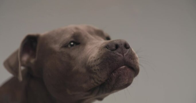 closeup video of adorable amstaff dog with tongue out licking plexiglass in front of grey background in studio