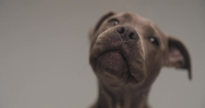 hungry American Staffordshire terrier puppy sticking out tongue and licking transparent glass in front of grey background