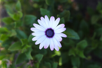 The dorotheanthus flower or mesembryanthemum midday flower or Livingstone daisy. Dorotheanthus bellidiformis plant. Close-up, selective focus, top view.