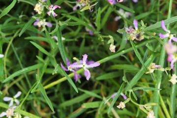 Obraz premium Mattiola flowers blooming in the garden. Beautiful natural floral background.