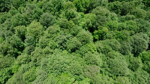 A moving view of the densely wooded forest from the top, Igneada, Kirklareli, Turkey