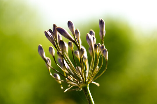 Agapant Afrykański (Agapanthus Africanus)