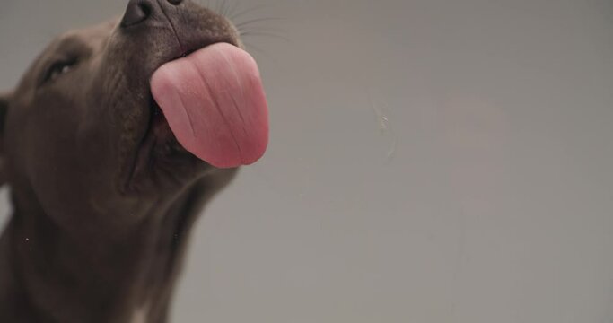 slowmotion video of cute American Staffordshire terrier dog sticking out tongue and licking transparent glass in front of grey background in studio