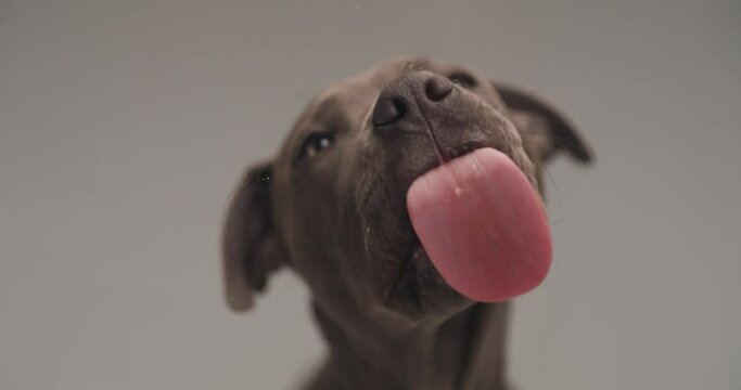hungry little American Staffordshire terrier puppy sticking out tongue and licking plexiglass while looking up and licking nose in front of grey background