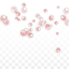 Pink Vector Realistic Petals Falling on Transparent Background.  Spring Romantic Flowers Illustration. Flying Petals. Sakura Spa Design. Blossom Confetti. Design Elements for Wedding Decoration.