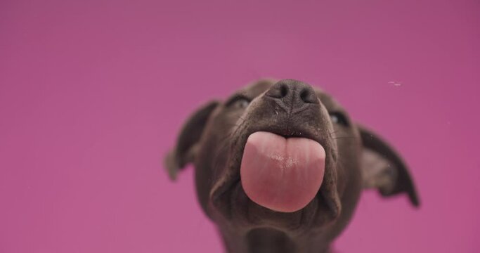 precious little American Staffordshire terrier puppy in front of pink background sticking out tongue and licking transparent glass