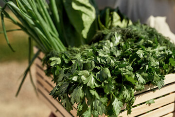 Basket with greens in hands of cropped farmer