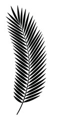 Vector drawing of a palm leaf