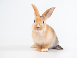Front view of brown cute rabbit sitting on white background.