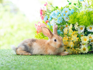 Cute rabbit lie down on grass with green nature background. Lovely action of young rabbit.