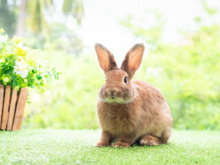 Brown cute rabbit sitting on grass with green nature background. Lovely action of young rabbit.