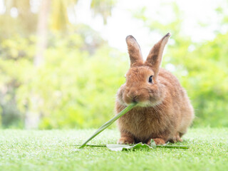 Brown cute rabbit eating wheat grass on green nature background. Lovely action of young rabbit.