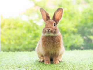 Brown cute rabbit sitting on grass with green nature background. Lovely action of young rabbit.