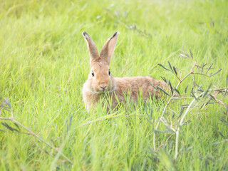 Brown cute rabbit on grass with green nature background. Lovely action of young rabbit in field.