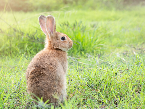 Back side of brown cute rabbit sitting on grass with green nature background. Lovely action of wild rabbit in field.