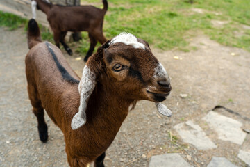 Lop-eared goats or nubian goats on grass at the farm