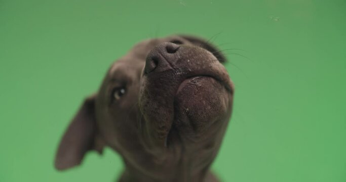 sweet amstaff dog with tongue exposed licking plexiglass in front of green background and looking to side in studio