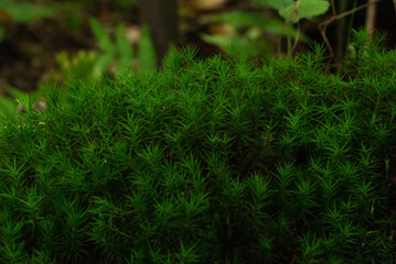 green forest vegetation in the form of thickets of moss