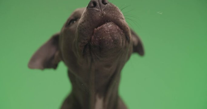 portrait video of beautiful American Staffordshire terrier puppy sticking out tongue in front of green background and licking transparent glass
