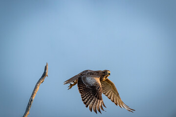 White eyed buzzard or Butastur teesa in air with full wingspan in pattern taking off for flight or leaving from perch at forest of india asia