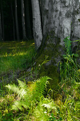 On the outskirts of a dark dense forest