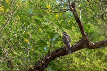 Laggar falcon or Falco jugger hunt and feasting Spiny tailed lizard or Uromastyx in claw in natural green background. Migratory bird of prey perched on a tree with lizard kill in forest of india asia